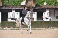 Dancing Andalusicn Horse�